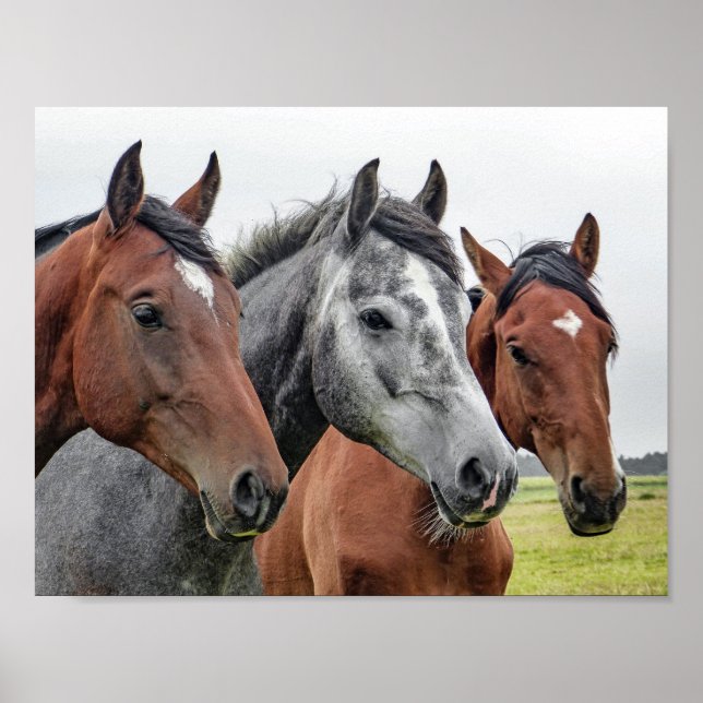 häst poster (Framsidan)