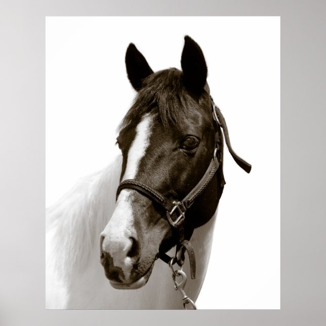 Häst Poster (Framsidan)