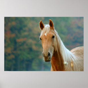 Häst Poster