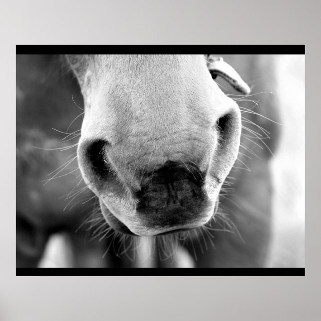 Häst Poster (Framsidan)