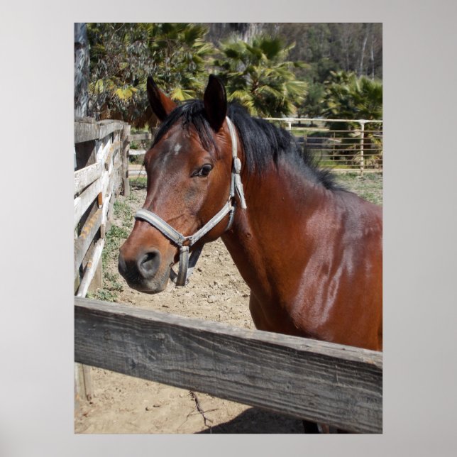 Häst Poster (Framsidan)