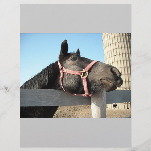 Häst/Ranchen/Ladan Reklamblad (Framsidan)