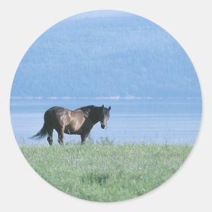 Häst, Sjö och bergscen Runt Klistermärke