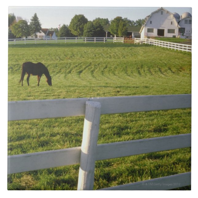 Häst som betar på lantgård kakelplatta (Framsidan)