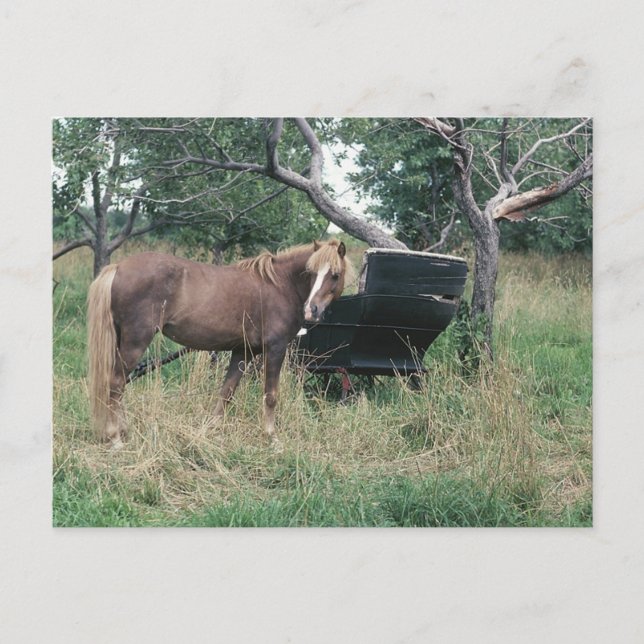 Häst som checkar ut gammal buggy vykort (Framsida)