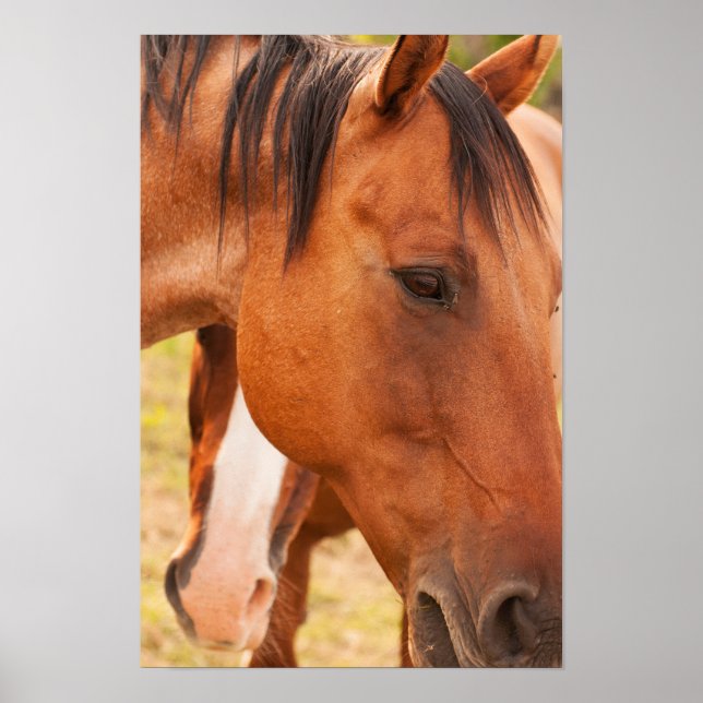 Häst som Gömmer bakom häst Poster (Framsidan)