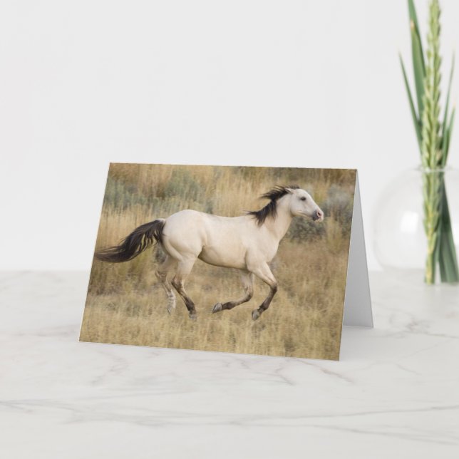 Häst som rinner genom Prairie Grass Kort (Framsida)