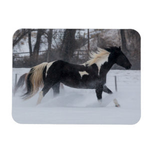 Häst springer genom snön magnet