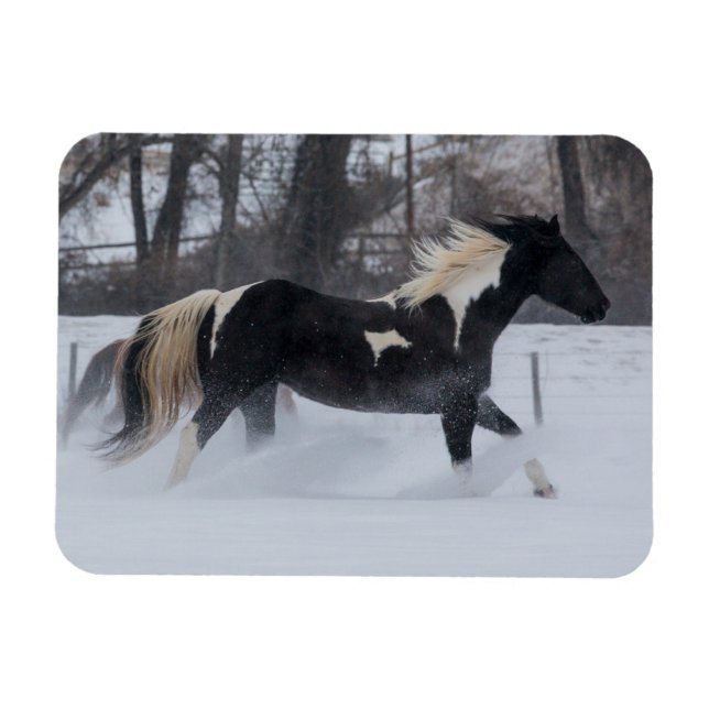 Häst springer genom snön magnet (Horisontell)