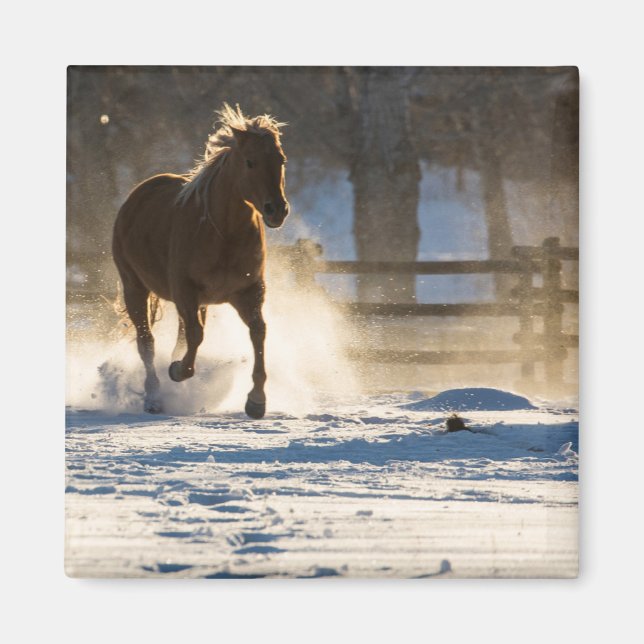 Häst springer genom snön magnet (Framsidan)