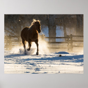 Häst springer genom snön poster