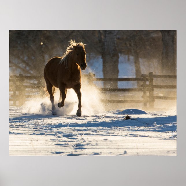 Häst springer genom snön poster (Framsidan)