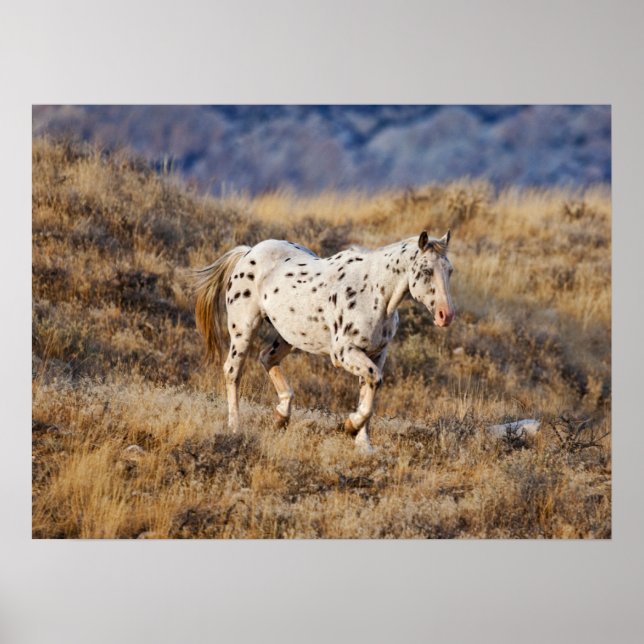 Häst strövar i de natursköna kullarna Big Horn Poster (Framsidan)