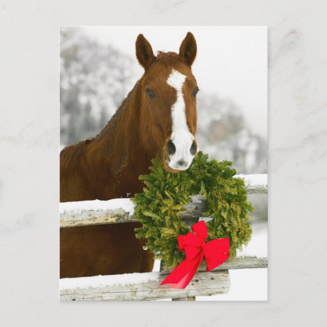 Häst tittar över stängsel vykort (Framsida)