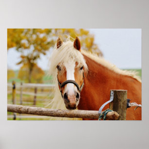 Häst vid Grind Poster