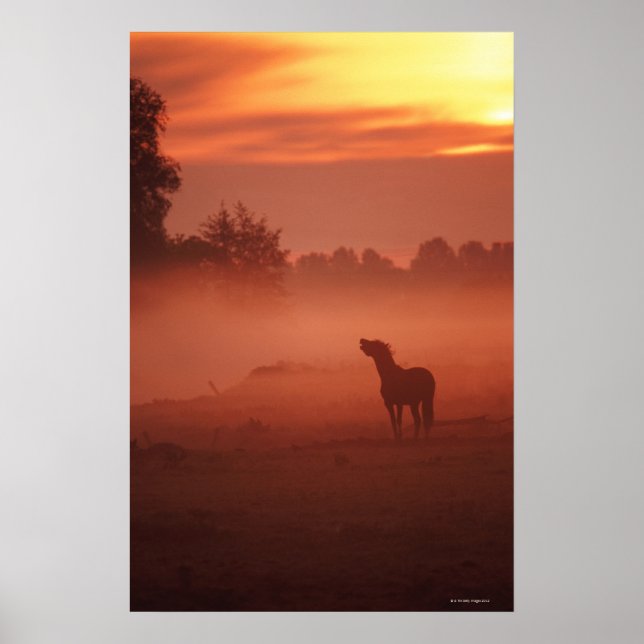 Häst vid soluppgång poster (Framsidan)