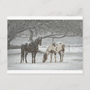 häst vinter snö gård ranch djur snöig frusen vykort