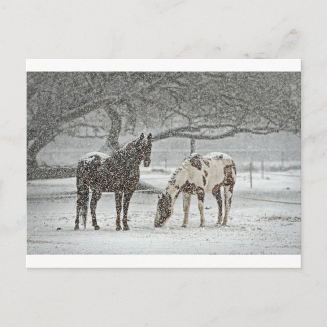 häst vinter snö gård ranch djur snöig frusen vykort (Framsida)