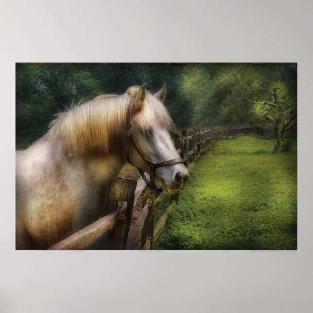 Häst - Vit hingst Poster (Framsidan)