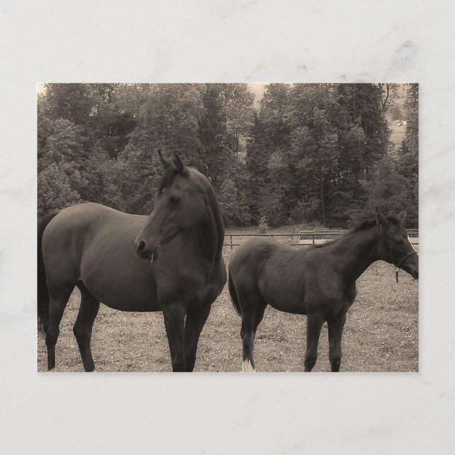 häst vykort (Framsida)