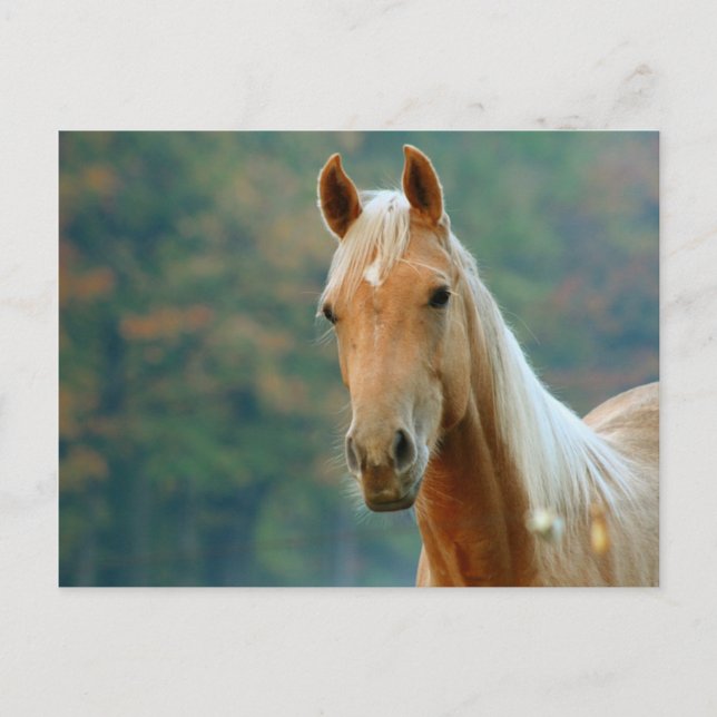 Häst Vykort (Framsida)