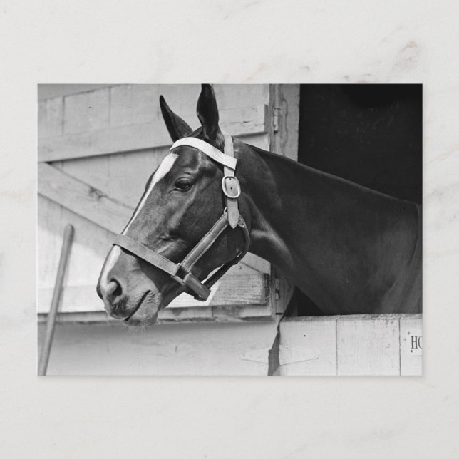 Häst Vykort (Framsida)