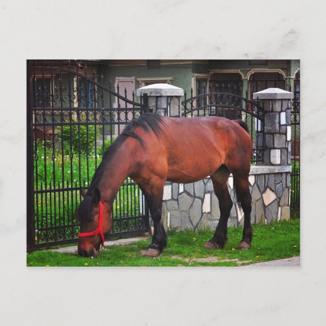 Häst Vykort (Framsida)