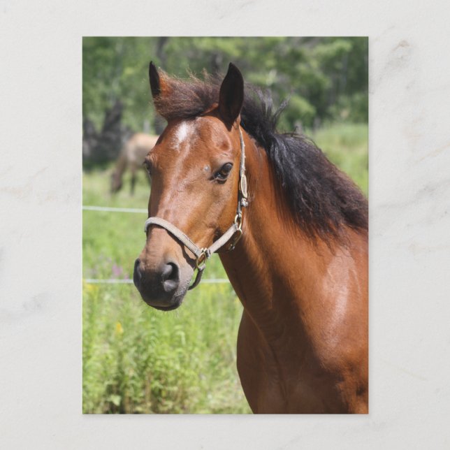 Häst Vykort (Framsida)