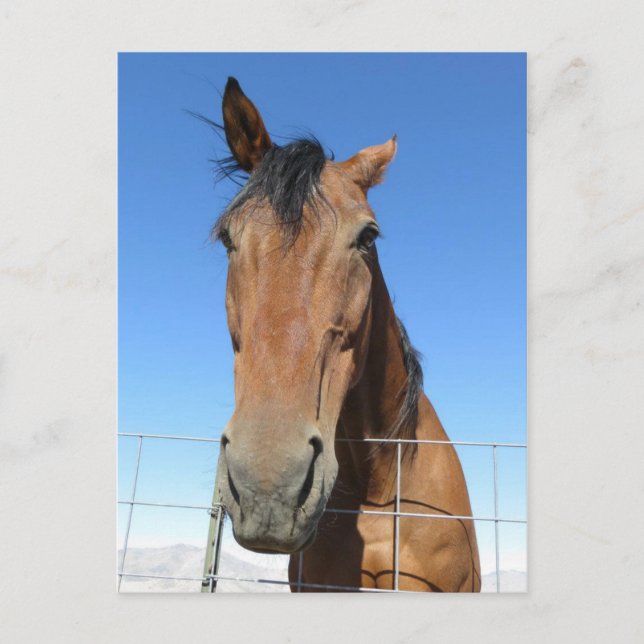 Häst Vykort (Framsida)