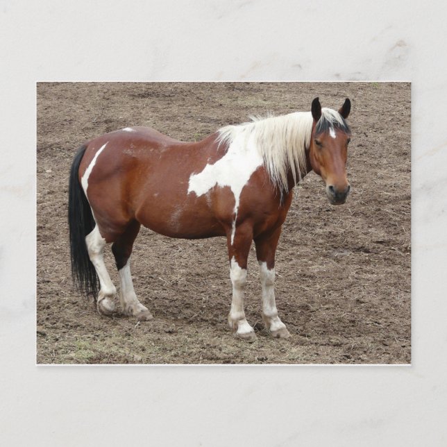 häst vykort (Framsida)