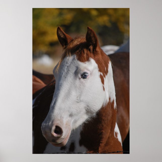 Häst Western Piebald Pinto Paint Affisch Konsttryc (Framsidan)