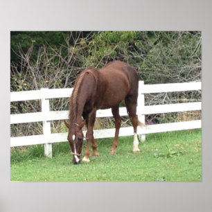 Hästaffisch: AmerikanSaddlebred beta Poster