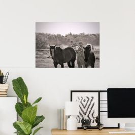 Hästaffisch Fotografering Poster