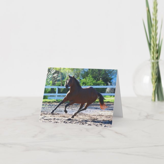 Hästanteckning/hälsningskort 5 kort (Framsida)