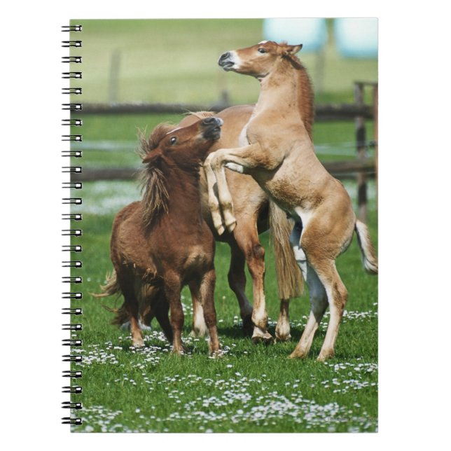 Hästar 3 anteckningsbok (Framsidan)