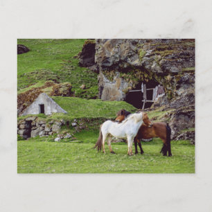 Hästar älskar grön landsbygd Postcrossing Vykort
