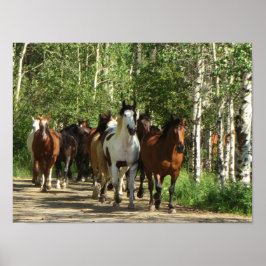 Hästar Aspen New mexico Poster