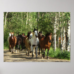 Hästar Aspen New mexico Poster