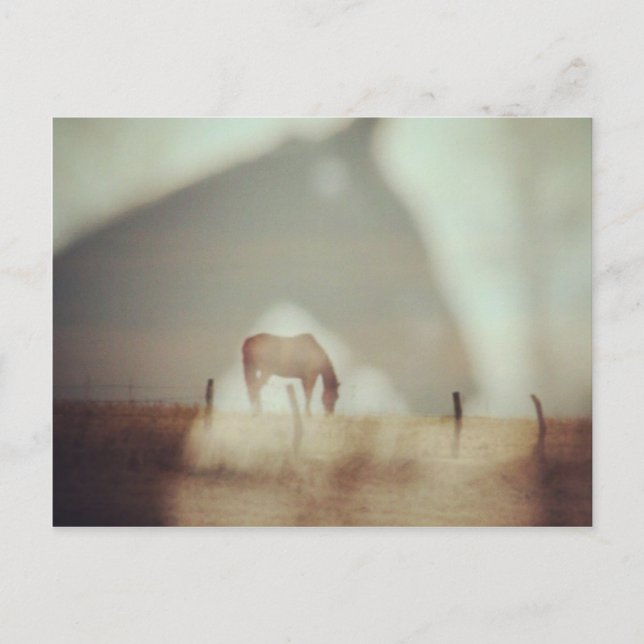 Hästar av Angelandspot Vykort (Framsida)