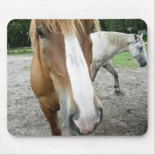 Hästar av Ocala Florida rid- konst Mousepad Musmatta