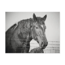 Hästar bakom stängslet i Svarta och vita