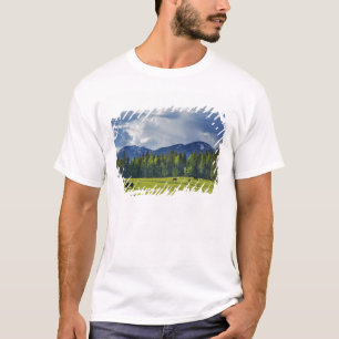 Hästar betar på äng nära Whitefish, T-shirt