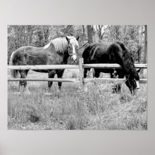 Hästar Black & White - Digital Photography Art Poster