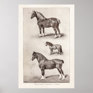 Hästar för vintagehästClydesdale Shetland belgare Poster