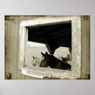 Hästar genom ett Barn Window Poster