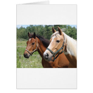 Hästar Hälsningskort