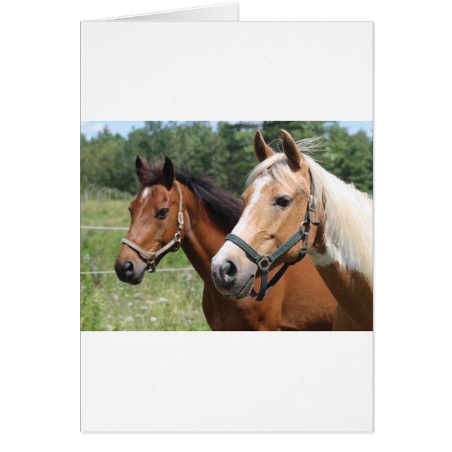 Hästar Hälsningskort (Framsidan)