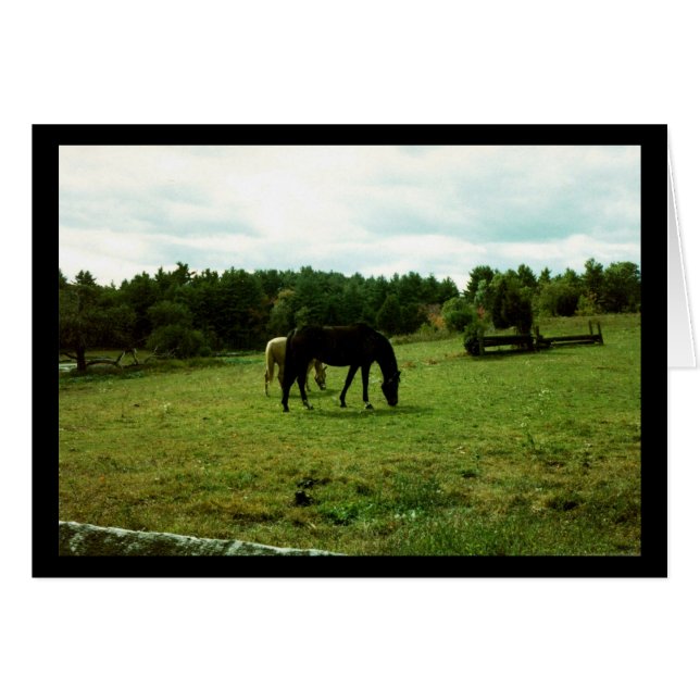 Hästar Hälsningskort (Framsidan Horizontal)
