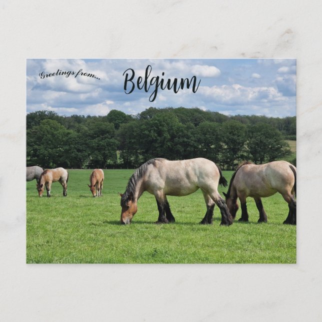 Hästar i Durbuy Belgien Vykort (Framsida)
