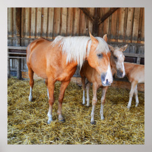 Hästar i en stall poster